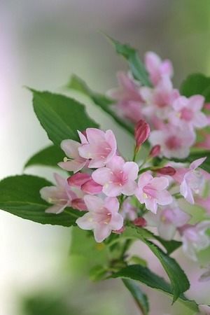 安倍はるかのプロフィール写真