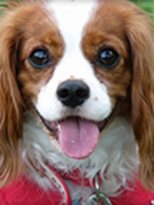 ハツコイすたっふぃのプロフィール写真