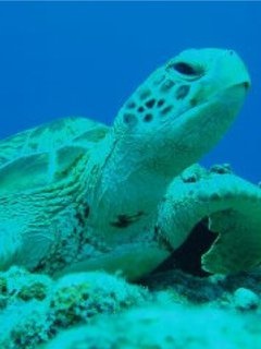 うちなーんちゅのプロフィール写真