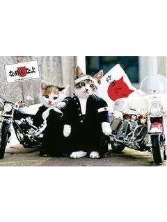 ナメネコのプロフィール写真